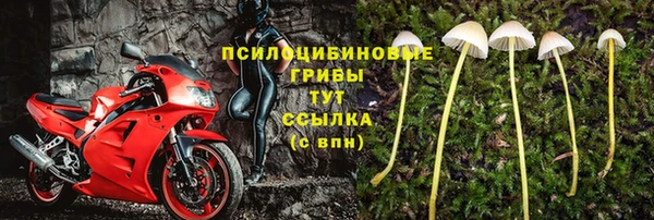 сатива Бердск